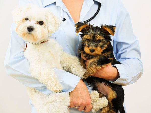 Clean, spacious pet boarding suites in Stillwater, OK